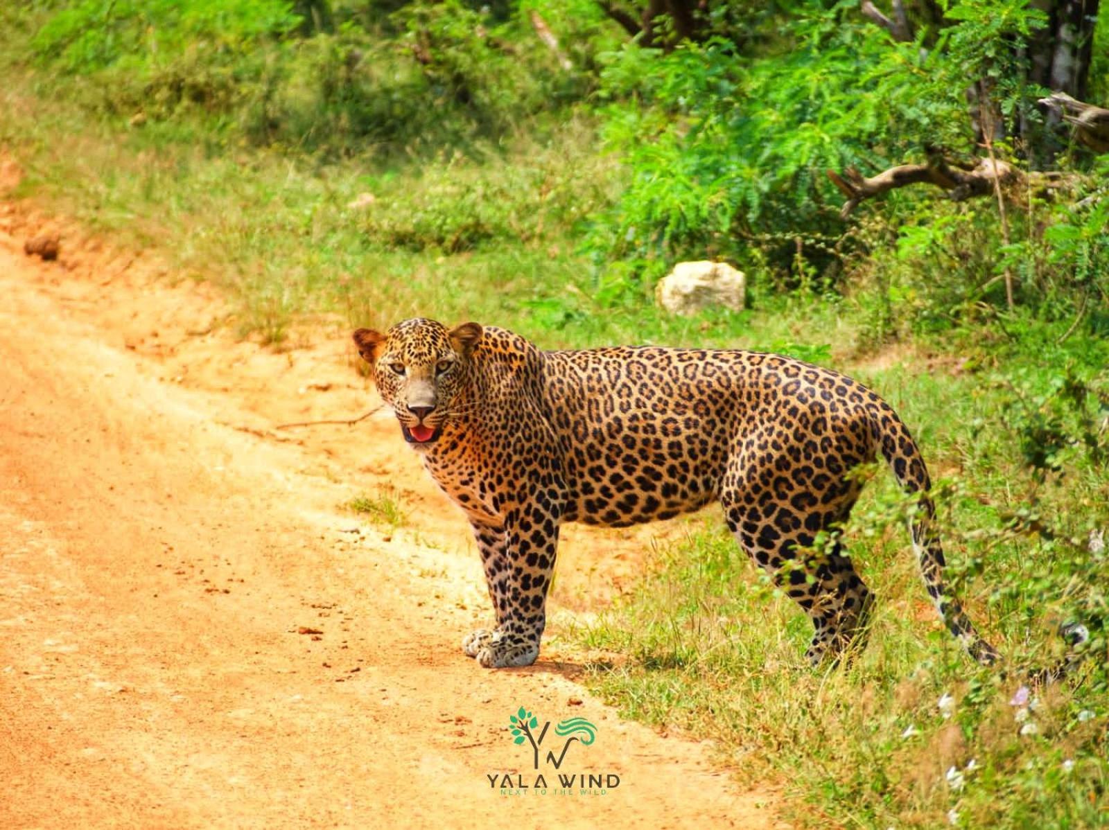 Yala Wind Bed and Breakfast Tissamaharama Buitenkant foto